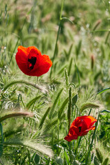 Obraz premium Poppy field in spring. Madrid. Spain