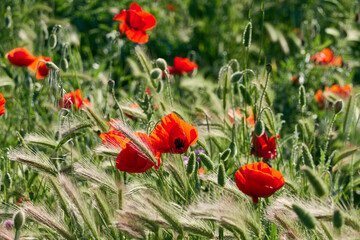 Poppy field in spring. Madrid. Spain