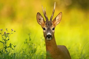 Keuken spatwand met foto Nieuwsgierige reeën die in de camera kijken op een zomerweide met groen gras © WildMedia