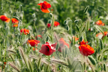 Poppy field in spring. Madrid. Spain