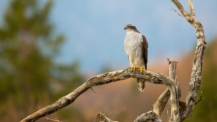 Northern goshawk looking on dry tree with copy space