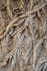 Abstract pattern of old tree bark, relief surface. Wooden unusual background with natural texture. Close-up. Vertical photo. Selective focus.