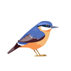Eurasian nuthatch or wood nuthatch, Sitta europaea is a small passerine bird. Cartoon flat beautiful character bird of ornithology, vector illustration isolated on white background