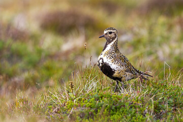 Naklejka na ściany i meble European golden plover standing on meadow with copy space