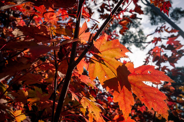 autumn leaves on the tree
