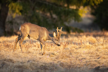 Charming male of roe deer on a spring pasture during sunrise