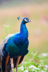 The Indian peafowl (Pavo cristatus), also known as the common peafowl, and blue peafowl, is a peafowl species native to the Indian subcontinent. Is a very beautiful bird.