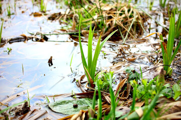 Swamp grass in melt water. Spring.