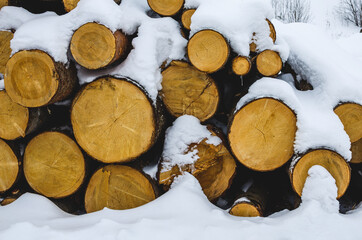Winter scene of a snow covered log pile in the woods