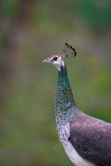 The Indian peafowl (Pavo cristatus), also known as the common peafowl, and blue peafowl, is a peafowl species native to the Indian subcontinent. Is a very beautiful bird.