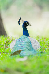The Indian peafowl (Pavo cristatus), also known as the common peafowl, and blue peafowl, is a peafowl species native to the Indian subcontinent. Is a very beautiful bird.