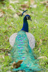 The Indian peafowl (Pavo cristatus), also known as the common peafowl, and blue peafowl, is a peafowl species native to the Indian subcontinent. Is a very beautiful bird.