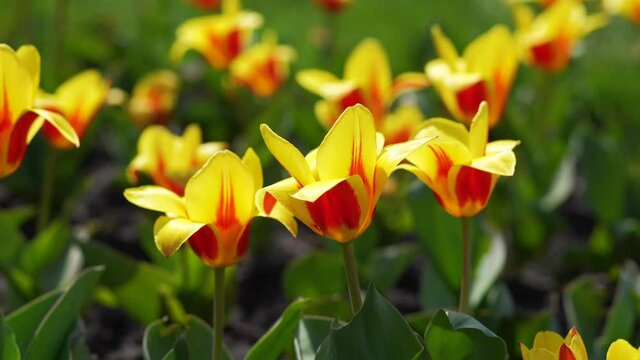 4k stock video footage of bright vivid amazing multicolor yellow and red sunny tulip flowers blooming on lawn or field in warm spring sun light