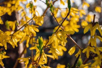 The first spring garden flowers. Yellow flowers on the forsythia bush (lat. Forsythia), on a blurred background. Yellow ornamental shrub on a sunny day.