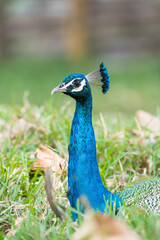 The Indian peafowl (Pavo cristatus), also known as the common peafowl, and blue peafowl, is a peafowl species native to the Indian subcontinent. Is a very beautiful bird.