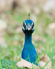 The Indian peafowl (Pavo cristatus), also known as the common peafowl, and blue peafowl, is a peafowl species native to the Indian subcontinent. Is a very beautiful bird.