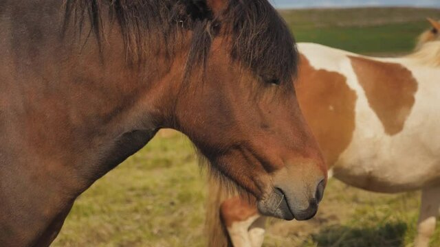 Two brown Icelandic horses grazing on Snæfellsnes peninsula meadow, Slow motion close up shot