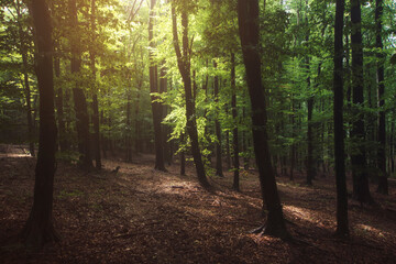 sunlight in green forest