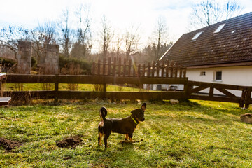 small adopted dog on open air meadow in countryside. rural natural landscape