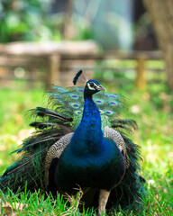 The Indian peafowl (Pavo cristatus), also known as the common peafowl, and blue peafowl, is a peafowl species native to the Indian subcontinent. Is a very beautiful bird.