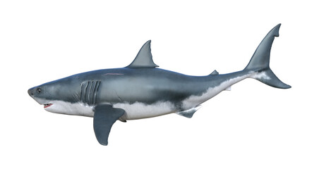 Illustration of a great white shark with slightly open jaws isolated on a white background side view.