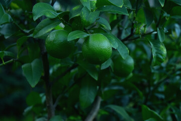 lima arbol verde intenso citrico