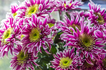 chrysanthemum flower