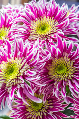 pink chrysanthemum flowers