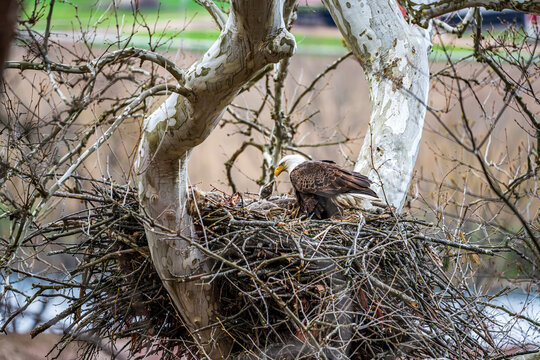 Eagles in the nest