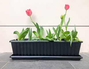 blooming tulip flowers in pot  in front of a wall with copy space