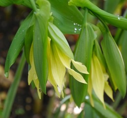 yellow flowering uvularia grandiflora pallida bellwort plant