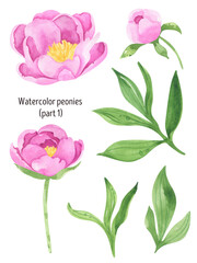 Watercolor pink peonies with green leaves. Watercolor summer flowers, botanical illustration. Floral design elements. For greeting cards, wedding invitation cards and summer backgrounds.