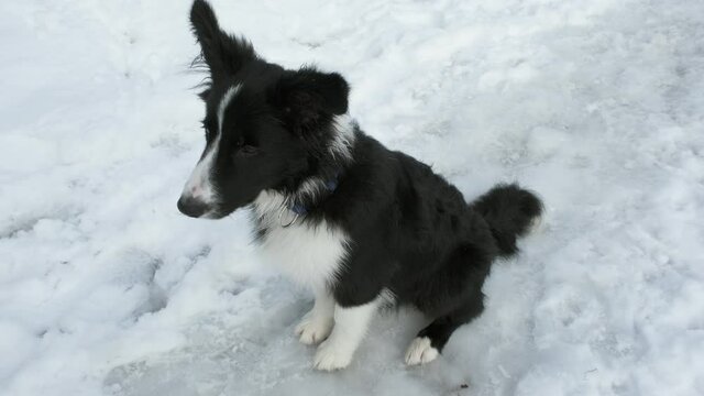 Border collie puppy sits in the snow. Girl gives dog a treat. Winter day frosty. Concept of walking, training dogs and the relationship of people with pets