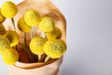Craspedia globosa dry flowers