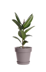 Ficus elastica plant with fresh green leaves on white background