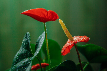 Fiery red flowers of a houseplant Anthurium in drops of water. The shape of the buds attracts attention and is similar to a dick and a kiss. High quality photo