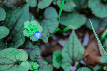 オオイヌノフグリ