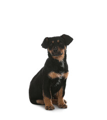 Cute little puppy sitting on white background