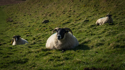 Sheep relaxing in a field