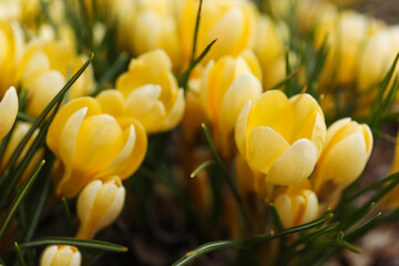 Obraz premium Beautiful yellow crocus flowers growing in garden, closeup