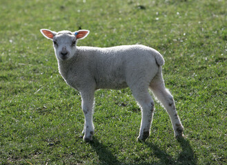 Naklejka na ściany i meble Young Lambs in a field