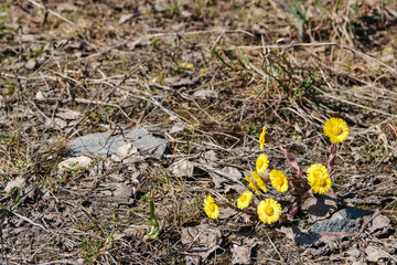 Springtime. Coltsfoot blooms in forest