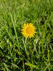 dandelion on grass