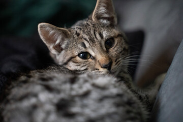 Savannah cat with beautiful eyes laying on the couch