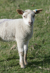 Naklejka na ściany i meble Young Lamb in a field