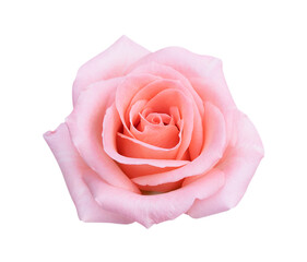 Pink rose flower isolated on white background, soft focus and clipping path.