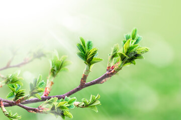 Green branch with leaves on blurred greenery background in the garden with copy space, using as background natural green plants landscape