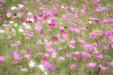 A field of pink cosmo flowers glistening in a dream, blur and solf focus
