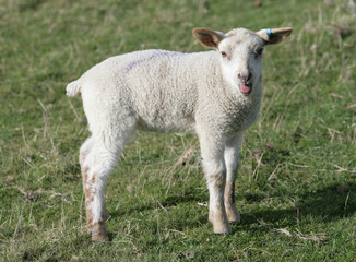 Young Lamb in a field
