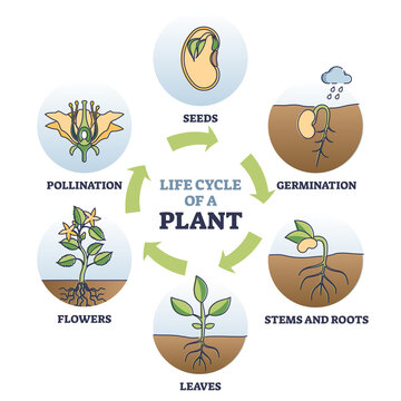 life cycle of a flowering plant